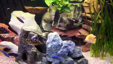 Becken 6851 von Detlef Lehmann