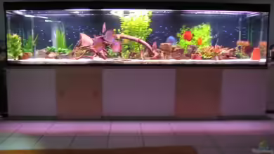 Becken 6900 von Eberhard Brammer