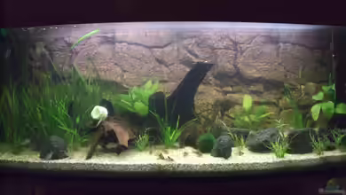 Becken 6916 von Stefan Ohm