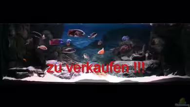 Becken 6940 von Pütti