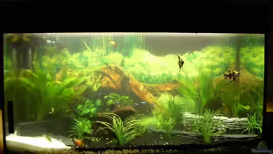 Becken 6973 von bjoern21x