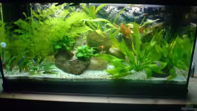 Becken 6996 von Marcel Becker