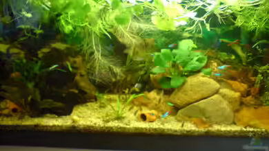 Becken 7009 von Daniel Bade