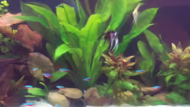 Becken 7065 von Butjer