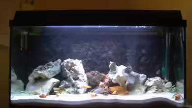 Becken 7068 von André Hermanns