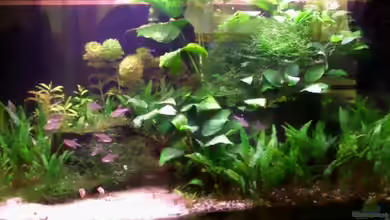 Becken 7077 von redcherry