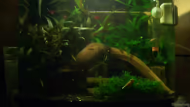 Becken 7133 von Sabrina