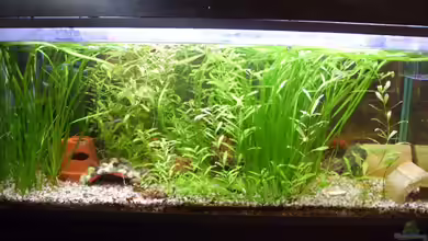 Becken 7188 von Robin Braun