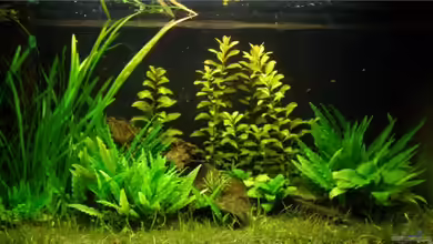 Becken 7189 von CaridinaJaponica