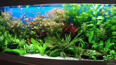 Becken 7195 von Carsten Schröder