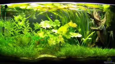 Becken 7196 von Firmi73