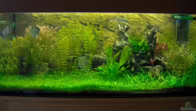 Becken 7267 von Stefan Reinl