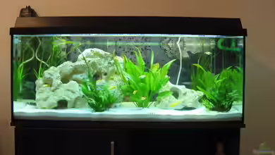 Becken 7277 von Doris77