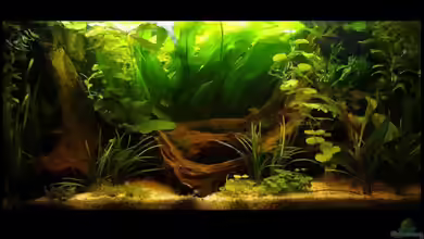 Becken 7288 von Darius