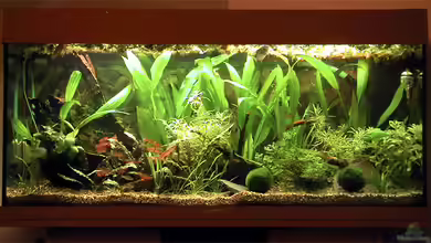 Becken 7301 von Oliver Altorfer