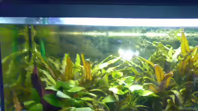 Becken 7304 von Bretti