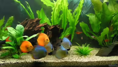 Becken 7323 von Kunibert Schäfer