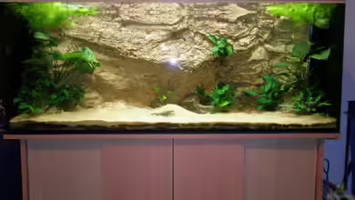 Becken 7333 von Thomas Bichler