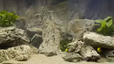 Becken 7349 von Willem Prins