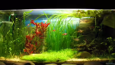 Becken 7365 von Janine-R.