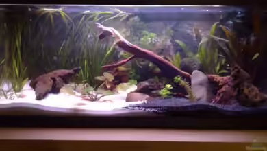 Becken 7417 von Chris