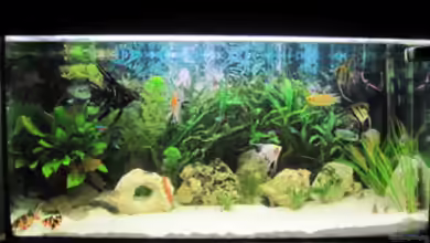 Becken 7424 von Skalar Fan