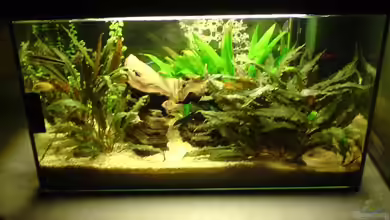 Becken 7429 von Faye