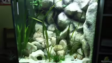 Becken 7433 von Oliver Czaika