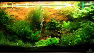 Becken 7442 von Molle