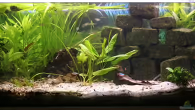 Becken 7466 von Daniel