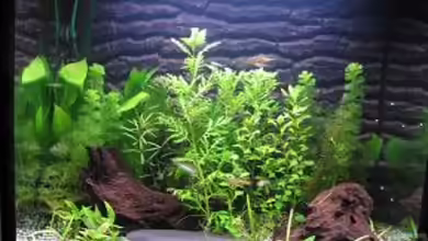 Becken 7525 von Fischfreak