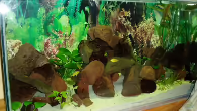 Becken 7528 von sirlasso