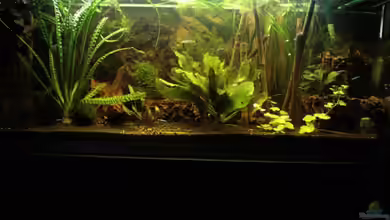 Becken 7599 von Marcus Blum