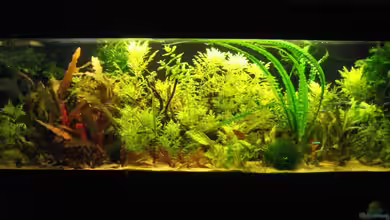 Becken 7633 von Stephan Schulz