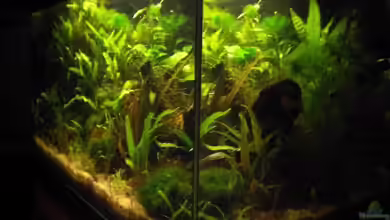 Becken 7653 von mawa