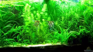 Becken 7661 von Frances