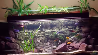 Becken 7709 von Baresi