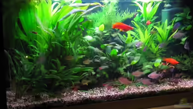 Becken 7724 von Detlef Schoreit