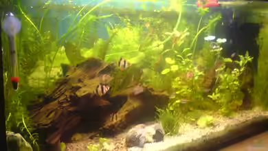 Becken 7752 von Lars Albrecht