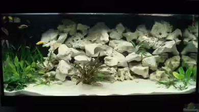 Becken 7792 von Baysal