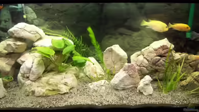 Becken 7798 von Fred