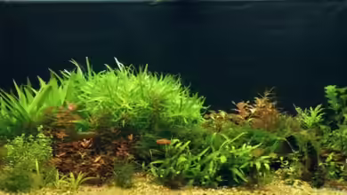 Becken 7804 von speedcats