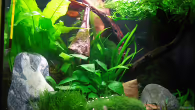 Becken 7832 von Aquarienfreund44