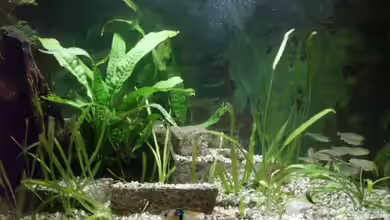 Becken 7860 von Thomas Rengier