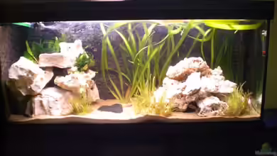 Becken 7898 von MarcD