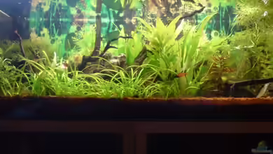 Becken 7912 von Unterwasser-BigBrother