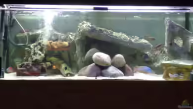 Becken 7920 von Thomas M