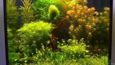 Becken 7947 von DPGCidol