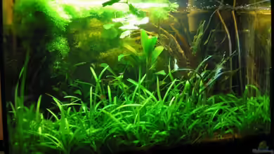 Becken 7983 von Insulaner