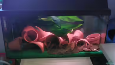 Becken 7999 von Wirbellose-Arenth